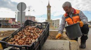 Van Büyükşehir, 54 bin lale soğanı dikimi yaptı