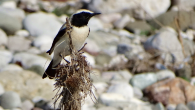 Türkiye’de bugüne kadar nadiren görüntülenebilen Çöl Kuyrukkakanı, Trakor Kuş Gözlem